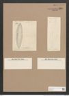 Scoliopleura ? curvinervia Pell. (de-Toni-Nr.: Genus 14, Species 1117) Zeichnungen Sammlung Grunow Nr. 2204 (NHMW-BOT-W0369284)